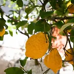 Giglio Di Chia Bed & Breakfast